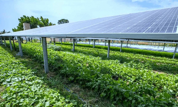 Agrivoltaics: Where Agriculture Meets Solar Power