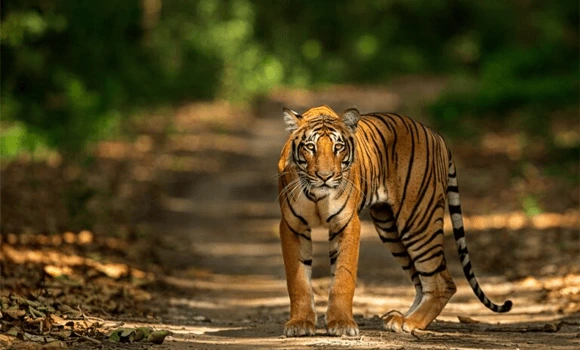 Maharashtra’s Pench Tiger Reserve to Go Fully Solar
