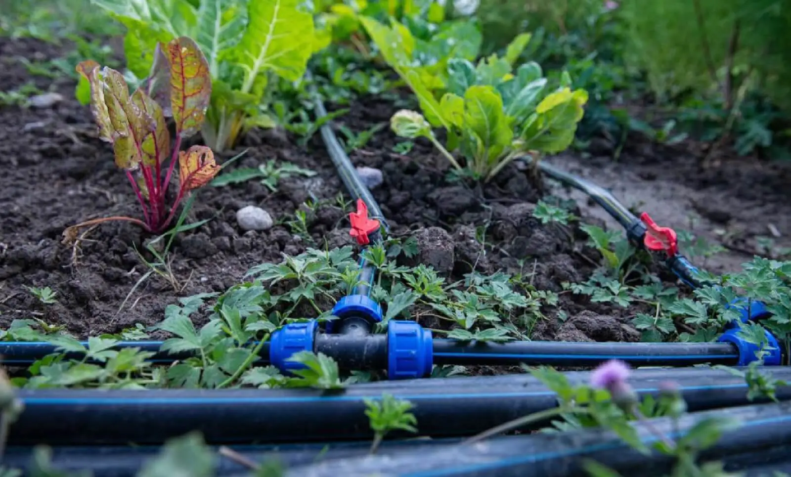 India and Sweden Collaborate to Introduce Solar-Powered Smart Farm