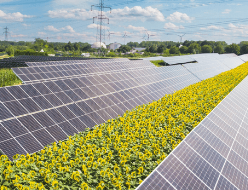 Solar Agri-Feeder Scheme Benefits 8 Lakh Farmers in Maharashtra; Capacity Expansion Planned