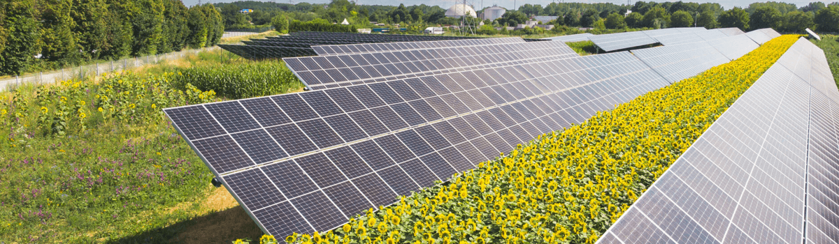 Solar agri-feeder scheme powering agricultural pumps in Maharashtra farms